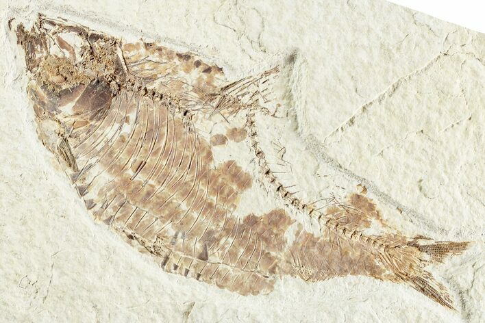 Fossil Fish (Knightia) - Wyoming #224532